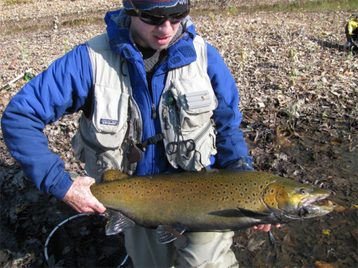 milwaukee_river_brown_trout.jpg