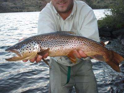 patagonia_brown_trout_2.jpeg
