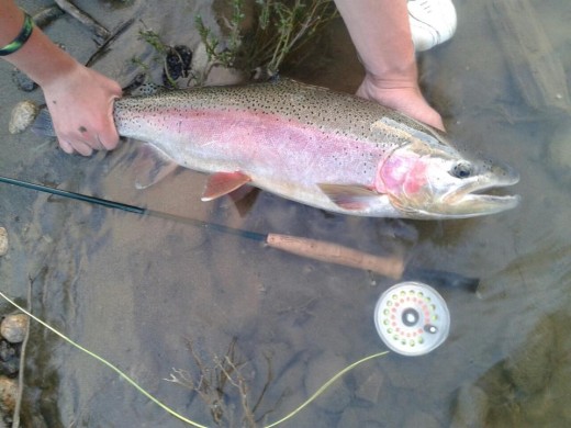rainbow trout.jpg