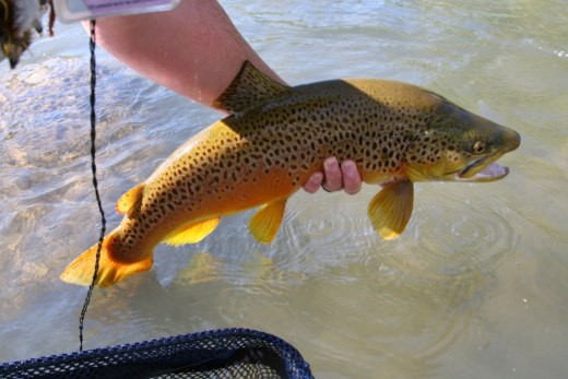 truckee river brown trout.jpg
